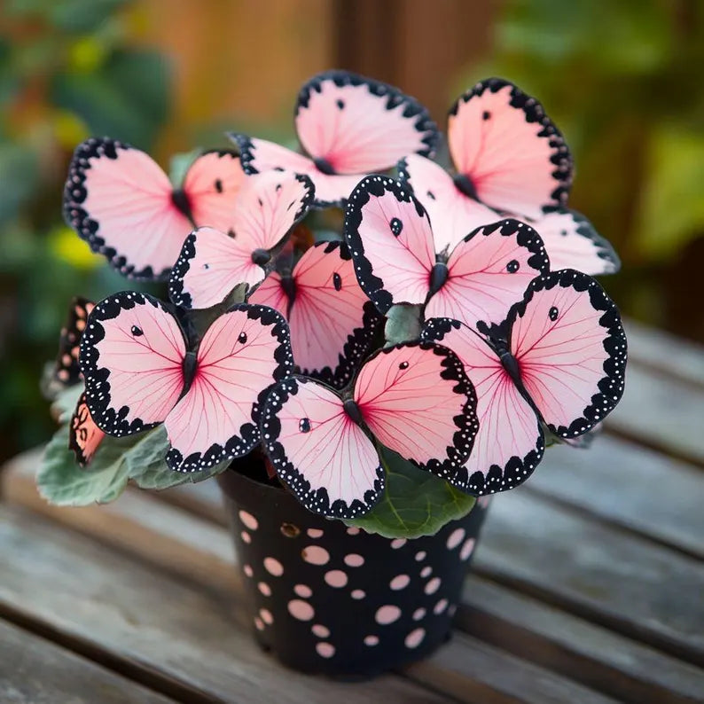 20 Moonlight Butterfly Begonia seeds beautiful distinct colored plant these are the real thing.