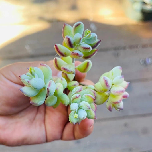 Cotyledon Pendens Cliff Hanger Rare Available in 2,4,6,8 inch pots